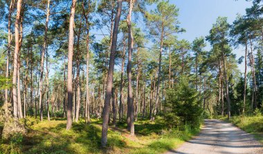 Yeşil çam ormanları boyunca yeşil yaban mersini çalılarıyla kaplı toprak yol.