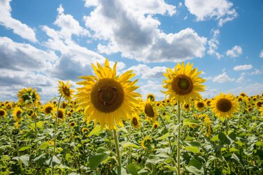 Böcekli ayçiçekleri, arkasında bulanık bir alan. Bulutlu mavi gökyüzü.