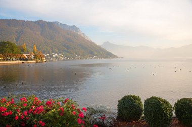 Sonbahar sabahı manzarası, turizm beldesi Gmunden Gölü Traunsee, önünde çiçek açan güller. Grunberg ve Traunstein Dağı 'nın manzarası. manzara Salzkammergut, austria.
