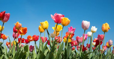 Mavi gökyüzü arka planında çeşitli güzel renkli çiçek açan laleler. kendi kendini kesme alanı.
