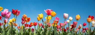 Tarım alanında çeşitli lale çiçekleri, mavi gökyüzü arka planı. bahar manzarası