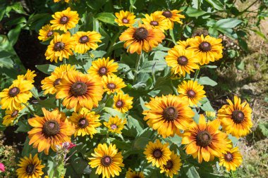 Bir grup çiçek açan Rudbeckia çiçeği, daimi bitki. Ortası kahverengi sarı çiçekler.