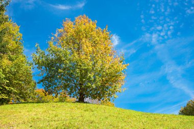 Tepedeki akçaağaç. Yaprakların rengi yeşilden turuncuya döner. Mavi gökyüzü arkasında.