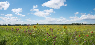 Arı dostu çiçeklerle, tarla tarlalarıyla dolu bir çiftlik. Bulutlu mavi gökyüzü