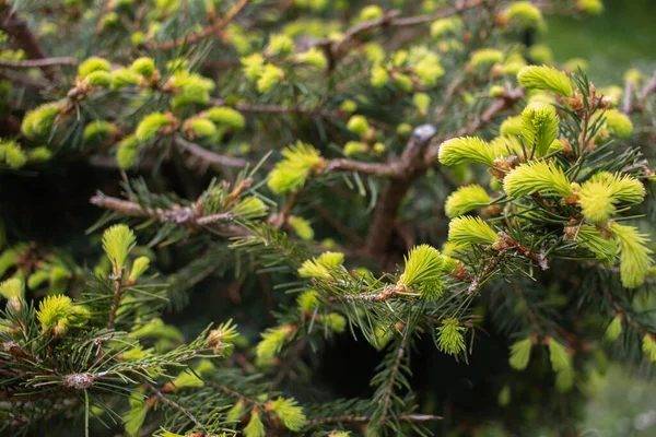 Çekici bir kız parkta yürüyor. Dinlenme ve seyahat konsepti
