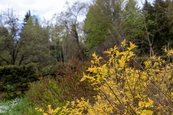 Güzel orman ve yedekteki bitkiler