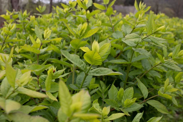 Güzel orman ve yedekteki bitkiler