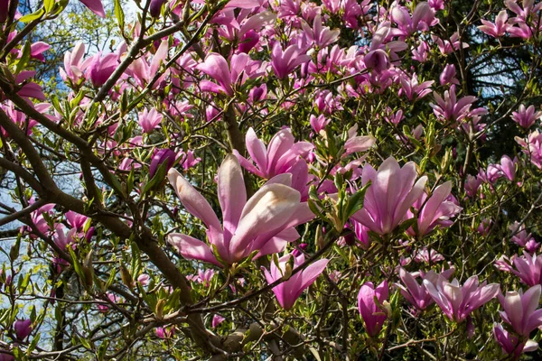 stock image magnolia tree with pink flowers close-up