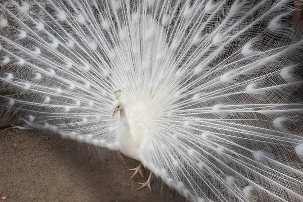 Der Weiße Pfau Breitete Seinen Schwanz Aus — Stockfoto