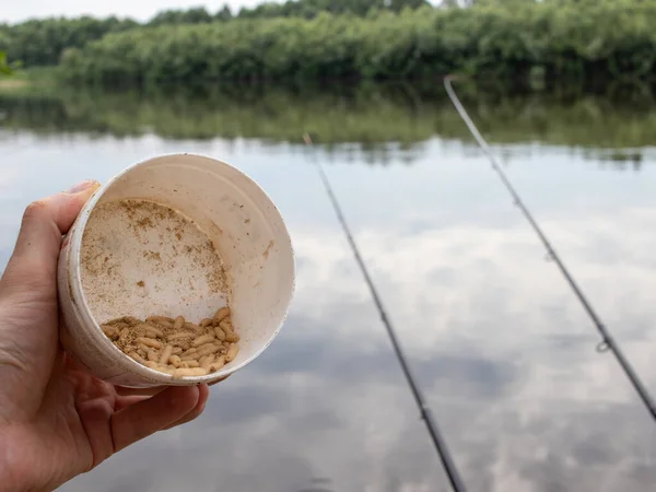 Doğanın arka planında balıkçının elinde balık kurtçuğu.