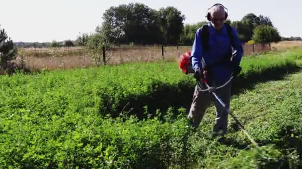 老人はチェーンソーで背の高い草を刈る 農業で干草を収穫するプロセス フィールドでの作業 — ストック動画