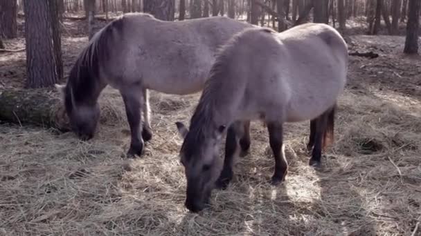 Vildmärr Och Hästbete Skogen Närbild — Stockvideo
