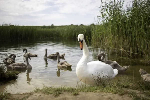 Büyük, beyaz bir kuğu, arka planda çocukları olan vahşi bir göle yakın çekim.