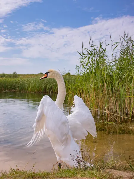 Güzel beyaz bir kuğu nehir kıyısında kanatlarını açıyor.