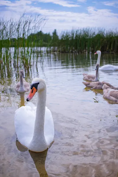 Beyaz kuğuların yüzdüğü kristal berrak su dolu pitoresk bir su deposu. Ön planda suya yansıyan zarif beyaz bir kuğu var. Fotoğrafın atmosferi doğanın huzurunu ve uyumu temsil ediyor..