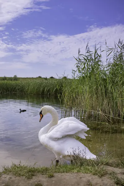 Güzel beyaz bir kuğu nehir kıyısında kanatlarını açıyor.