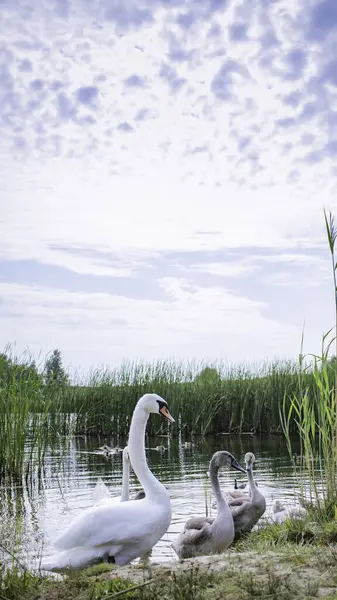 Beyaz kuğuların yüzdüğü kristal berrak su dolu pitoresk bir su deposu. Ön planda suya yansıyan zarif beyaz bir kuğu var. Fotoğrafın atmosferi doğanın huzurunu ve uyumu temsil ediyor..