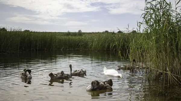 Beyaz kuğu vahşi bir göle yakın çekim yapıyor.