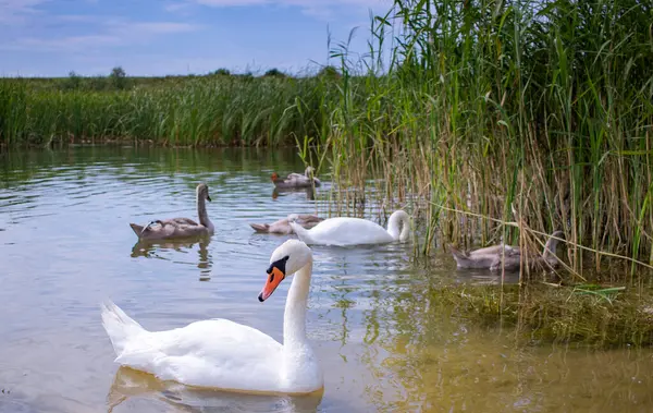 Büyük, beyaz bir kuğu, arka planda çocukları olan vahşi bir göle yakın çekim.