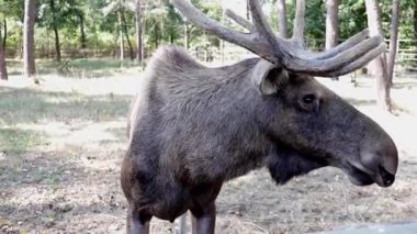 Büyük boynuzlu geyik yazın ormandaki ağaçların arasında yavaşça hareket eder. Vahşi bir hayvanın doğal yaşam alanı..
