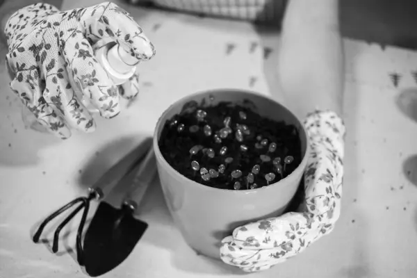 İlk çiçekleri bir saksıda sulamak. Siyah ve beyaz, fidelerin yakın plan fotoğrafı. Seedling bakımı