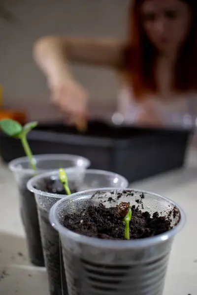 İlk filizler bir fincanda büyüdü. Çekirdekler yakın çekim