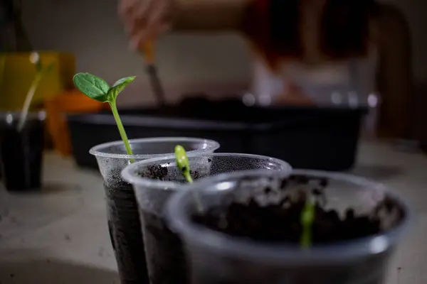 İlk filizler bir fincanda büyüdü. Çekirdekler yakın çekim