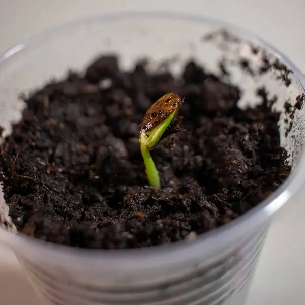 İlk filizler bir fincanda büyüdü. Çekirdekler yakın çekim