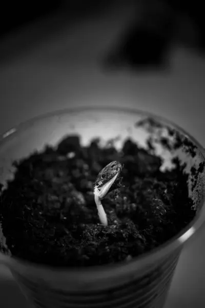 İlk filizler kabın içinde büyüdü. Tohumların siyah beyaz yakın plan fotoğrafı.