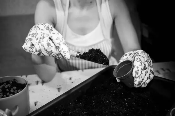 Bahçıvanlığın siyah beyaz fotoğrafı. Çiçek eldivenli eller bir tencereyi bahçe aleti kullanarak toprakla doldurur. Üst görünüm