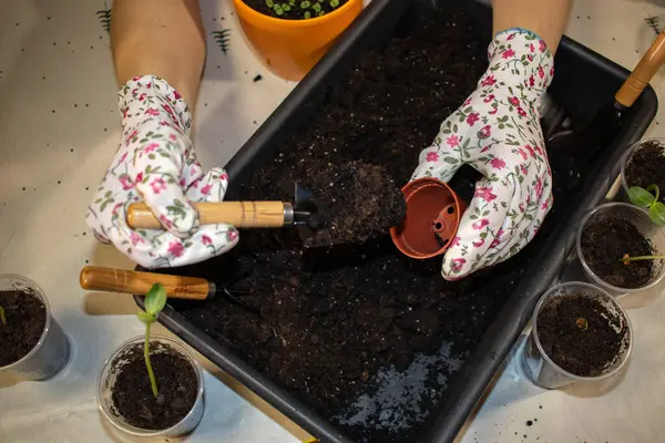 Evde bahçe işleri. Çiçek eldivenli bir insan saksı ve mala kullanarak bitki nakli yapar..