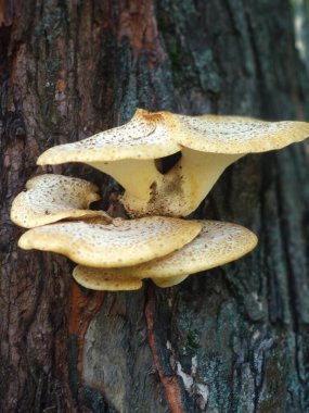 ormanda ağaç üzerinde mantar