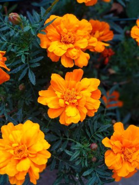 Bahçedeki güzel çiçekler