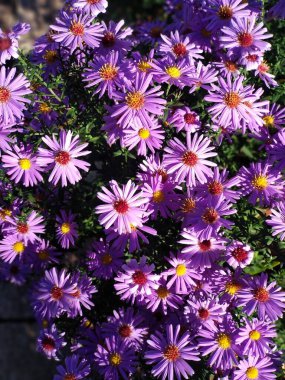 Bahçede sonbahar çiçekleri