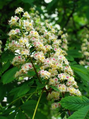 Bahçedeki bir ağacın beyaz çiçekleri