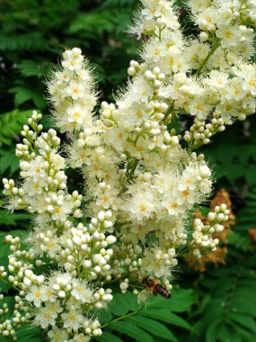 Bahçedeki bir ağacın beyaz çiçekleri