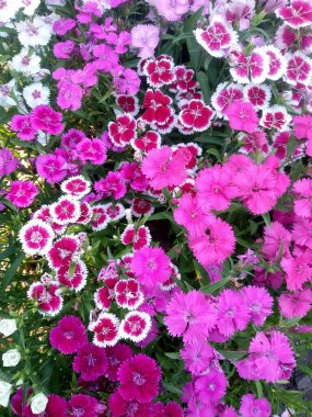 Bahçedeki güzel çiçekler