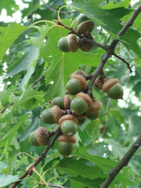 Ormandaki ağaçta ceviz.