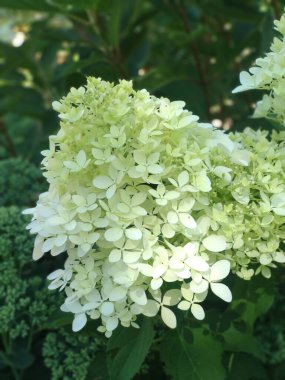 Bahçedeki güzel beyaz ortanca çiçekleri. yüksek kaliteli fotoğraf