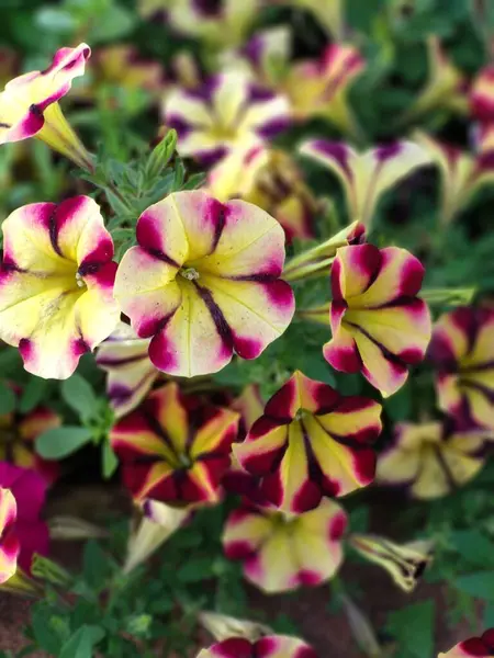 Bahçedeki güzel çiçekler