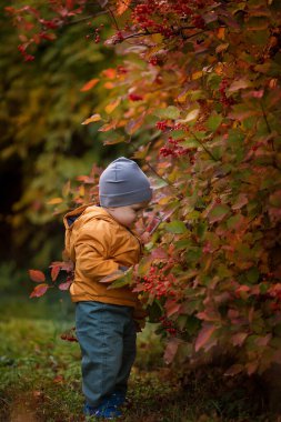 Mutlu küçük çocuk sonbahar parkında yürüyor ve sarı yapraklarla eğleniyor.