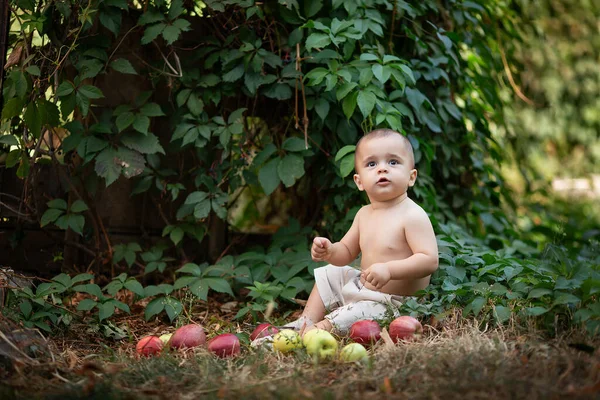 Маленький Хлопчик Яблуками Саду Портрет Маленького Щасливого Хлопчика Пікніку Концепція — стокове фото