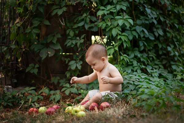 Маленький Хлопчик Яблуками Саду Портрет Маленького Щасливого Хлопчика Пікніку Концепція — стокове фото