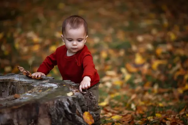 Aranyos Kisfiú Játszik Jól Érzi Magát Őszi Parkban Sárga Levelek — Stock Fotó