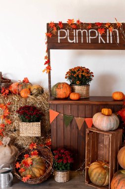 Balkabağı dükkanı. Sepet ve kutularda balkabakları. Satılık bir sürü balkabağı. Sonbahar, hasat ve kutlama kavramı