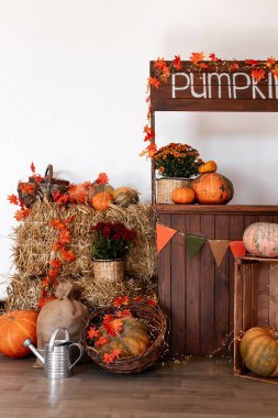 Balkabağı dükkanı. Sepet ve kutularda balkabakları. Satılık bir sürü balkabağı. Sonbahar, hasat ve kutlama kavramı