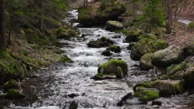 Kristal berrak suyu olan küçük bir dağ nehri. Su yeşil ormanda yosun ile kaplanmış taşların üzerinden akar. 4K video.