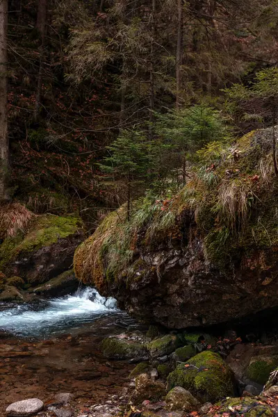 石の間に小さな滝がある暗い濃い森の中のかわいい流れ ストック画像