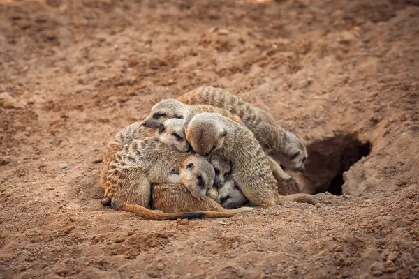 Grupo Meerkats Abraçando Enquanto Dorme Fotos De Bancos De Imagens Sem Royalties