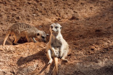 Meraklı bir mirket sıcak topraklarda rahat bir şekilde oturur, güneş ışığının tadını çıkarır ve doğal ortamını gözetler..